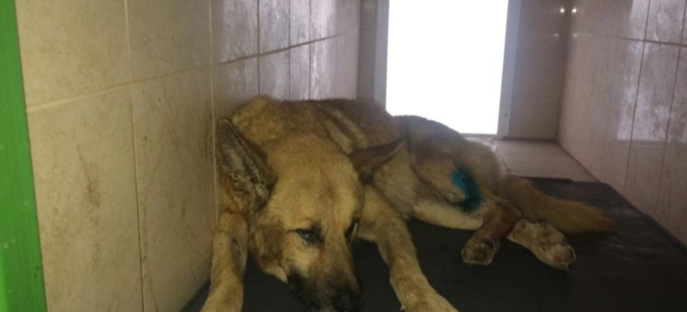 Bursa'da Kazazede köpeğe İnegöl Belediyesi sahip çıktı