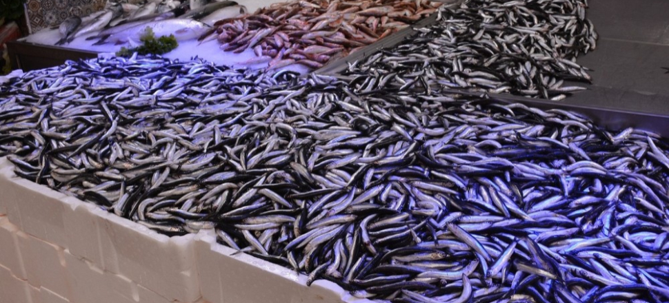 Sinop’ta hamsi fiyatı arttı