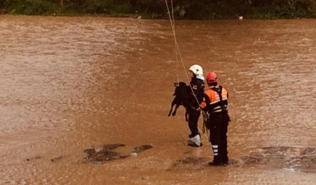 Trabzon'da derede mahsur kalan köpeği AFAD kurtardı