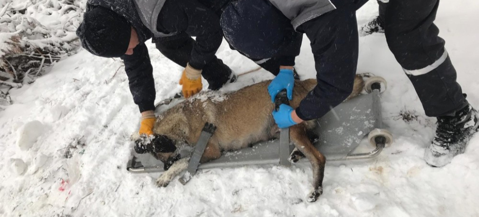 Bursa'da donmak üzere olan köpekler kurtarıldı