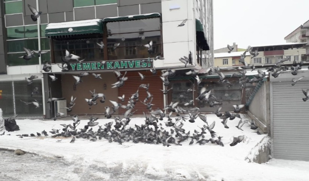Ardahan'da güvercinlere esnaf sahip çıktı