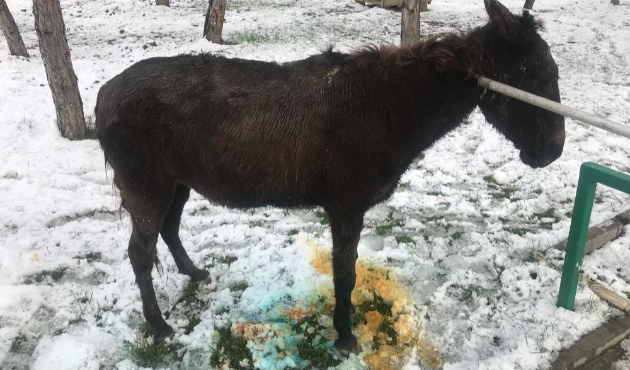 Çorum'da logar kuyusuna düşen eşek operasyonla kurtarıldı
