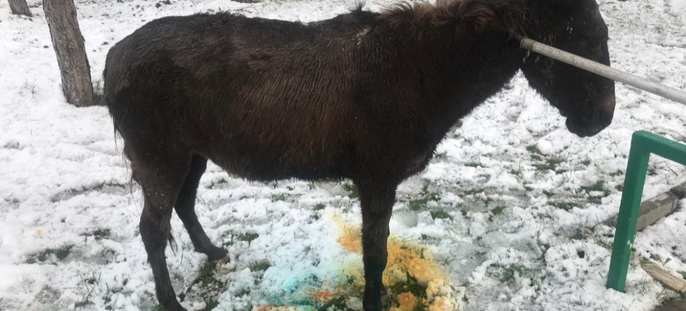 Çorum'da logar kuyusuna düşen eşek operasyonla kurtarıldı