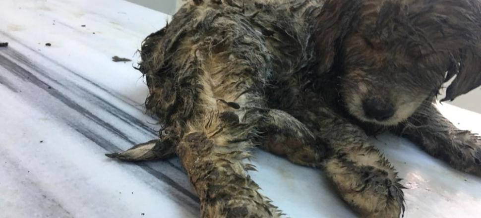 Mardin'de yaralı halde bulunan yavru köpek yaşama tutundu