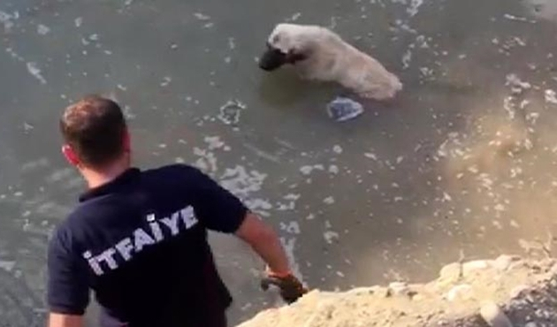 Muğla'da su dolu çukura düşen köpek kurtarıldı