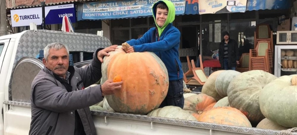 Bursa'da bu kabakların tanesi köyü doyuruyor