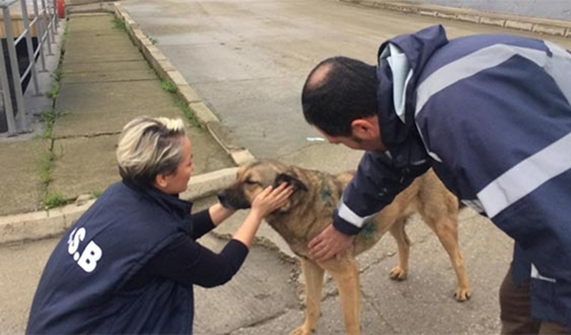 Bursa'da tedavisi yapılan köpek yuvasına döndü