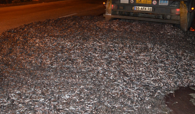 Karayolu üzerinde 15 ton hamsi!