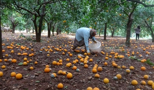 Mersin'de tonlarca narenciye yerlerde