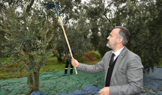 Bursa'da Başkan Aktaş, zeytin topladı