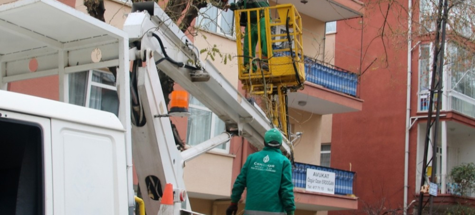 Ankara'da ağaçlar budanarak bahara hazırlanıyor