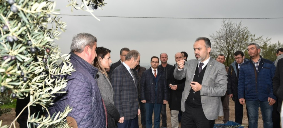 Bursa'da Başkan Aktaş’la hasat zamanı