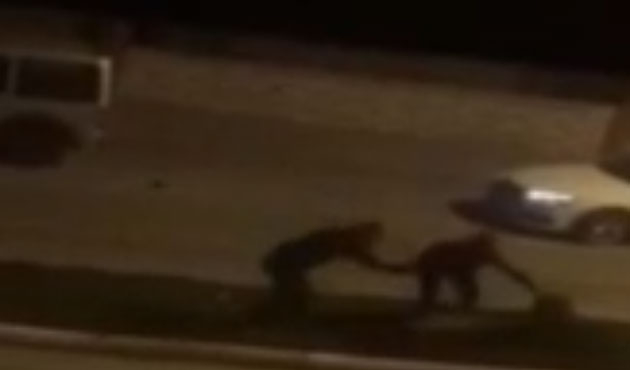Sokak köpeklerine kemerle işkence
