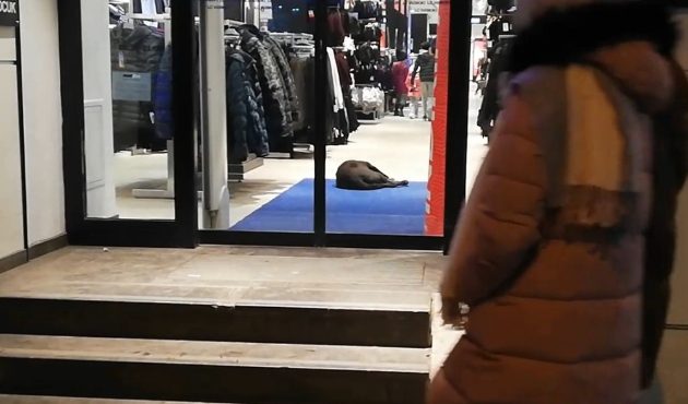 Kütahya'da soğuktan giyim mağazasına sığınan köpek uyuyakaldı