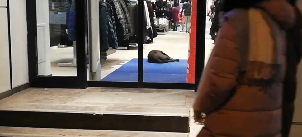 Kütahya'da soğuktan giyim mağazasına sığınan köpek uyuyakaldı