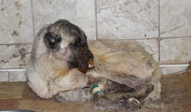 Osmaniye'de köpeğin başına kezzap döküp, kulaklarını kesmişler