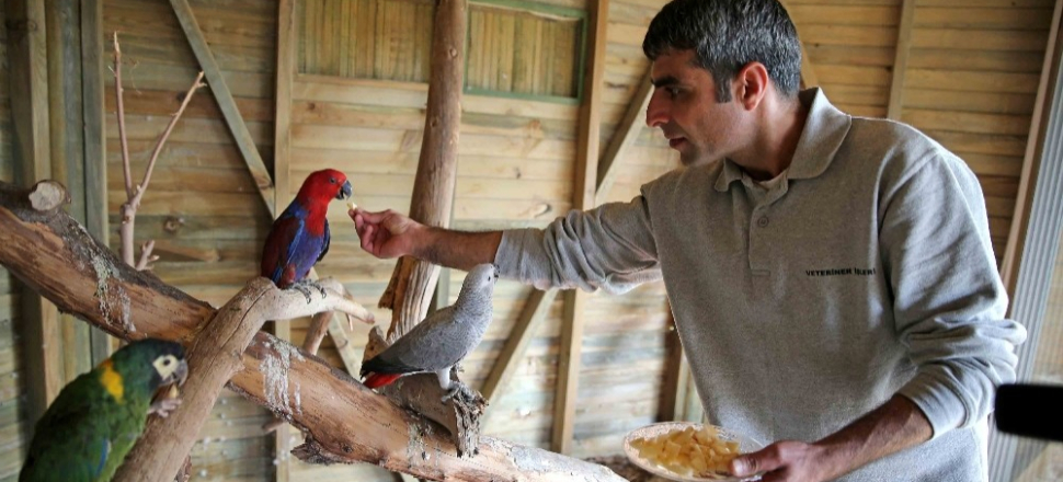 İzmir'de kaçak papağanlar Karşıyakalı oldu