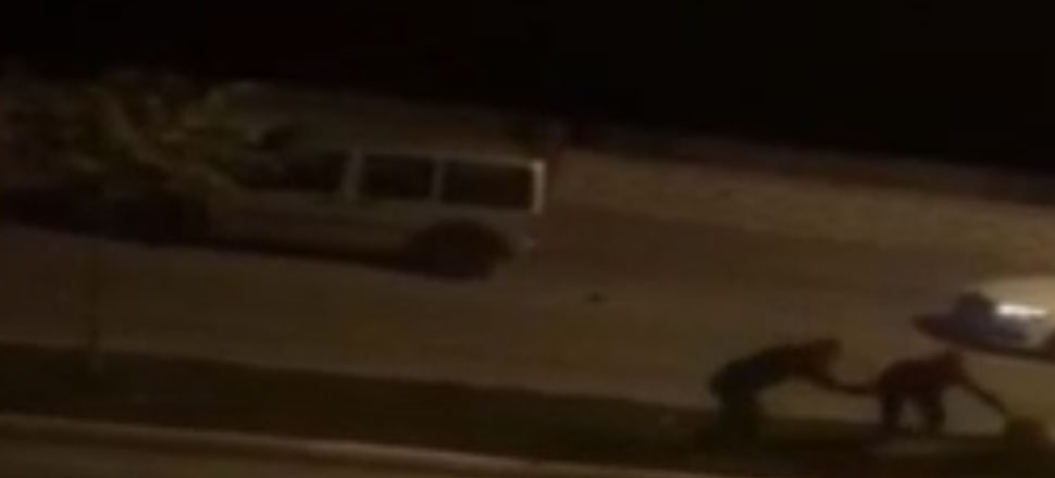 Sokak köpeğine kemerle işkence!