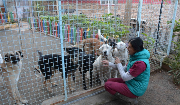 Muğla'da köpekler bayıltılarak ormanlık alana atıldı