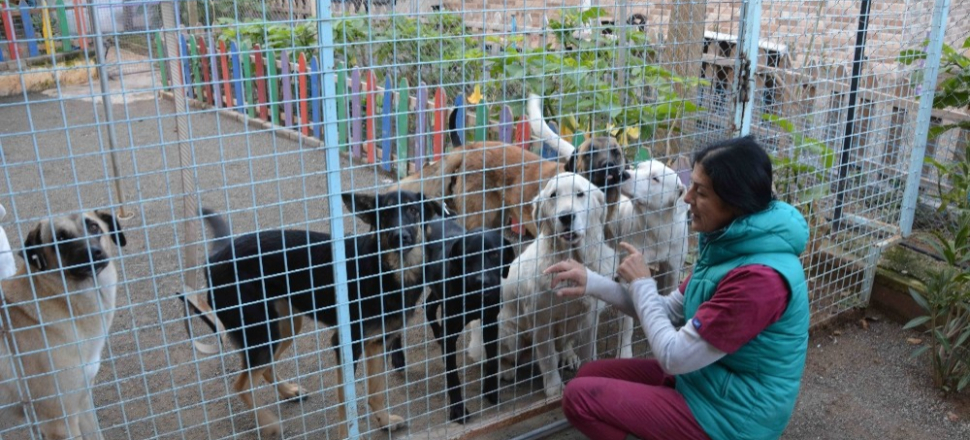 Muğla'da köpekler bayıltılarak ormanlık alana atıldı