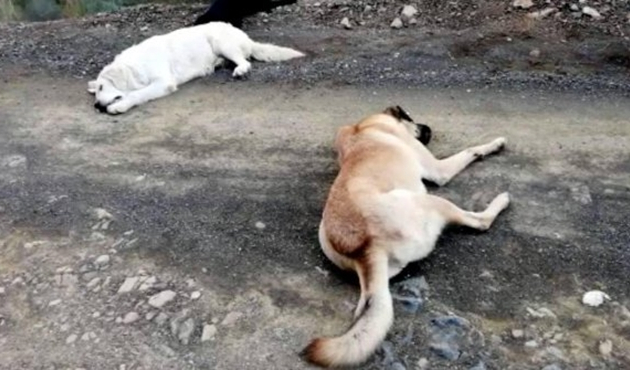 Muğla'da anestezi uygulanan sokak köpekleri ormana atıldı