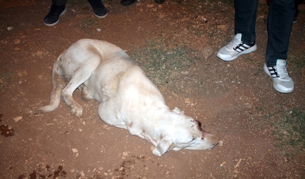 Edirne'de sokak köpeği gözleri oyulmuş halde bulundu