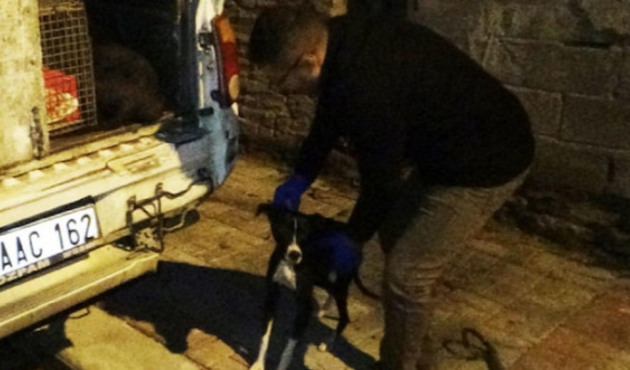 Sürekli havlayan köpek acı gerçeği ortaya çıkardı!