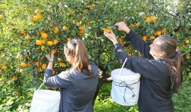 Bodrum Mandalina Hasat Festivali başlıyor