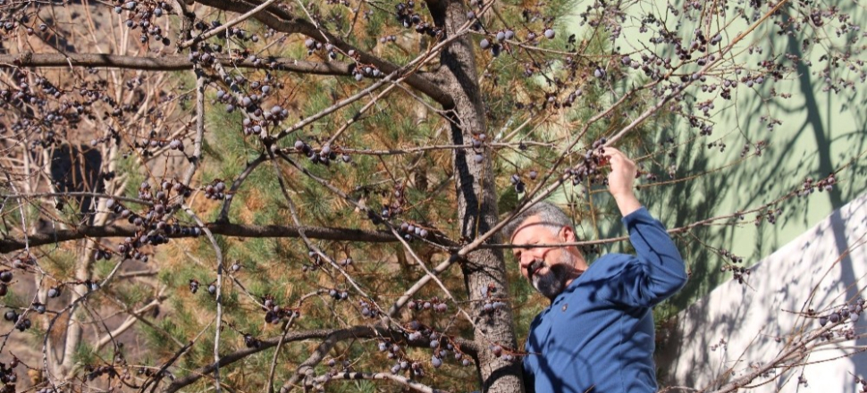 Erzurum’da kış, ilçesi Olur’da bahar havası