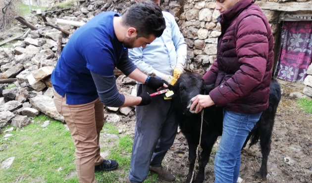 Hakkari Çukurca’da hayvan küpeleme çalışması