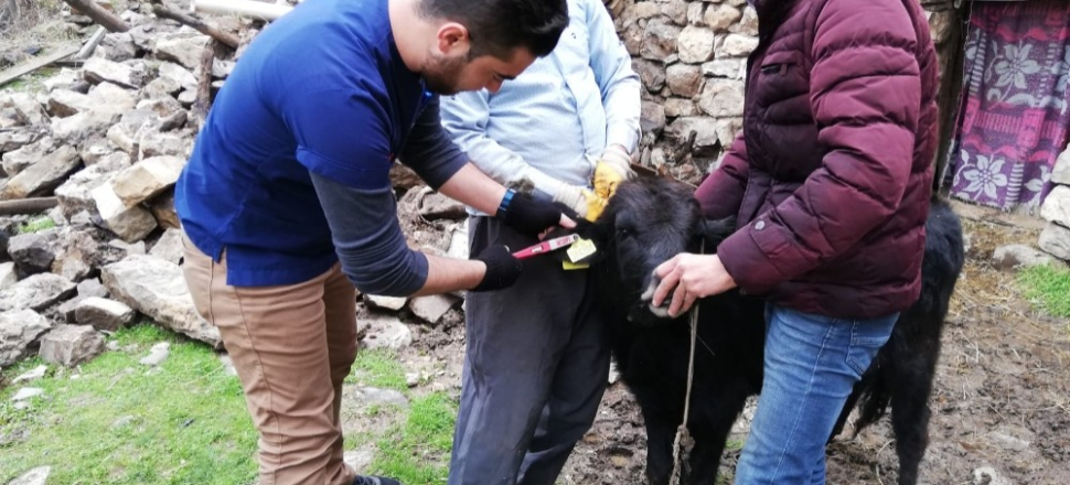 Hakkari Çukurca’da hayvan küpeleme çalışması