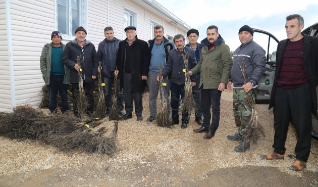Adana'da köylüye 60 bin adet ceviz fidanı