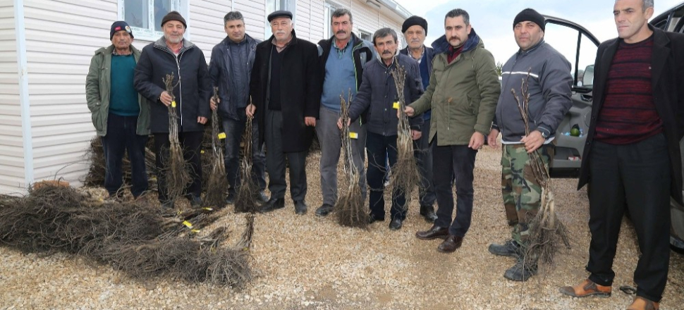 Adana'da köylüye 60 bin adet ceviz fidanı