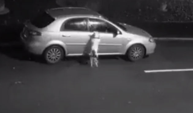 Köpeğini sokağa atarken kameralara yakalandı