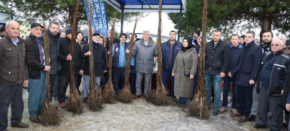 Kocaeli Kandıra’da 100 çiftçiye 6 bin ceviz fidanı dağıtıldı