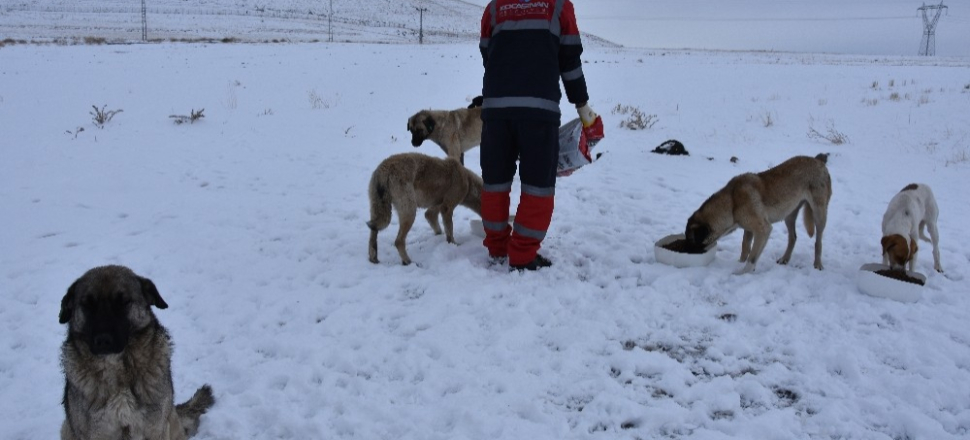 Kayseri Kocasinan sokak hayvanları için çalışıyor