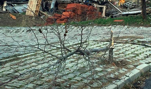 Isparta’da çok sayıda ağaç yıkıldı