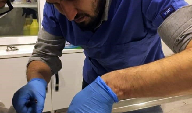 Sakarya'da yaralı halde bulunan atmaca tedavi edildi