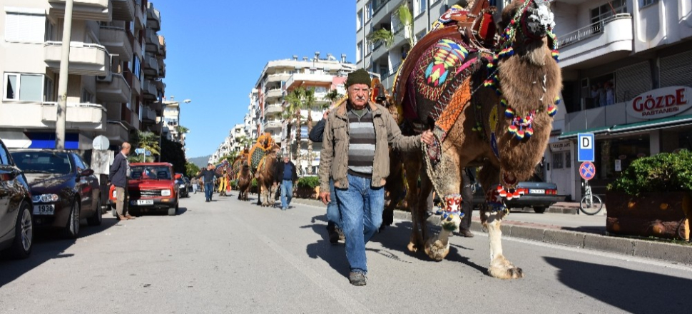 Antalya Kumluca caddelerinde şampiyon develer yürüdü