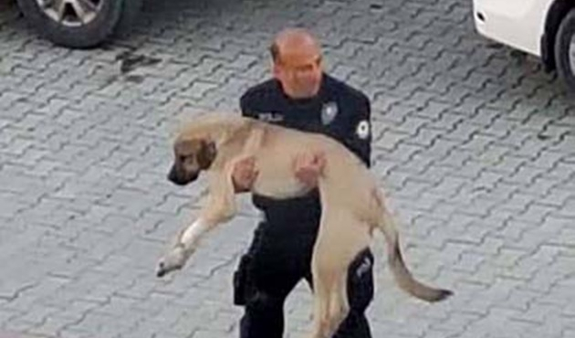 Adana'da yaralı köpeğin yardımına polis yetişti!