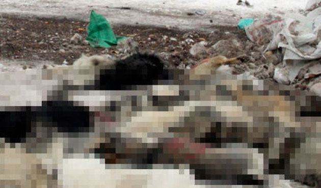 Isparta'daki bir çöplükte köpek katliamı!