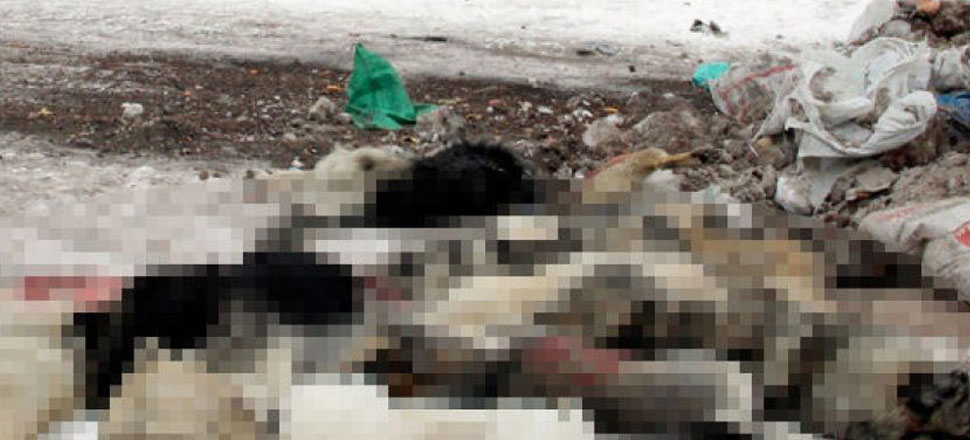Isparta'daki bir çöplükte köpek katliamı!
