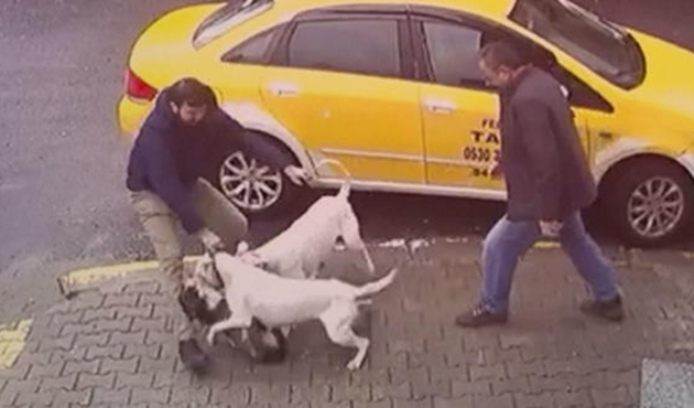 Sakarya'da pitbull dehşeti...