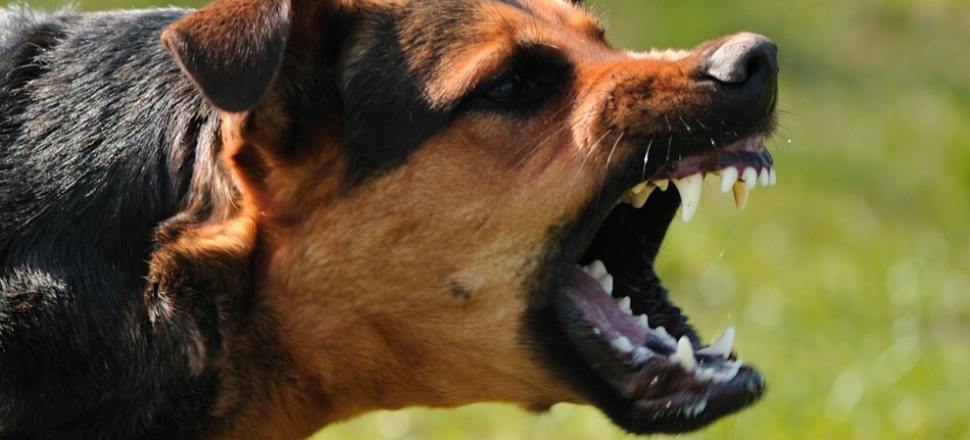 Köpeklerin saldırdığı 2 liseliden biri öldü!