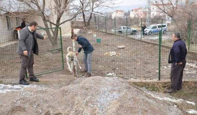 Sokak köpeklerinin öğrenciyi parçaladığı ilçede büyük şok