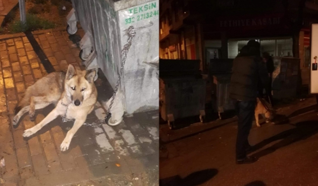 Mahalleli kurt sanınca alarma geçildi...