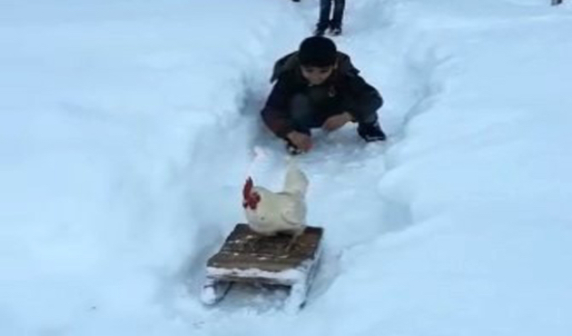 Şırnak'ta horozun kızak keyfi...