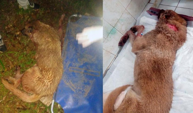 Köpeğe tecavüz etti, arka bacaklarını kırdı!