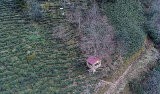 Artvin'de gürgen ağacının gövdesine, 16 metrekarelik ev