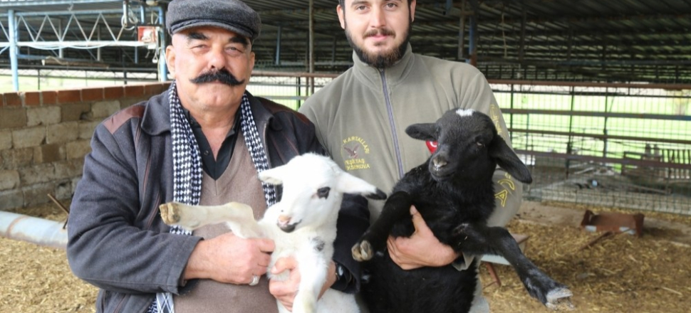Aydın Büyükşehir, Ege Et ile yetiştiriciyi destekliyor